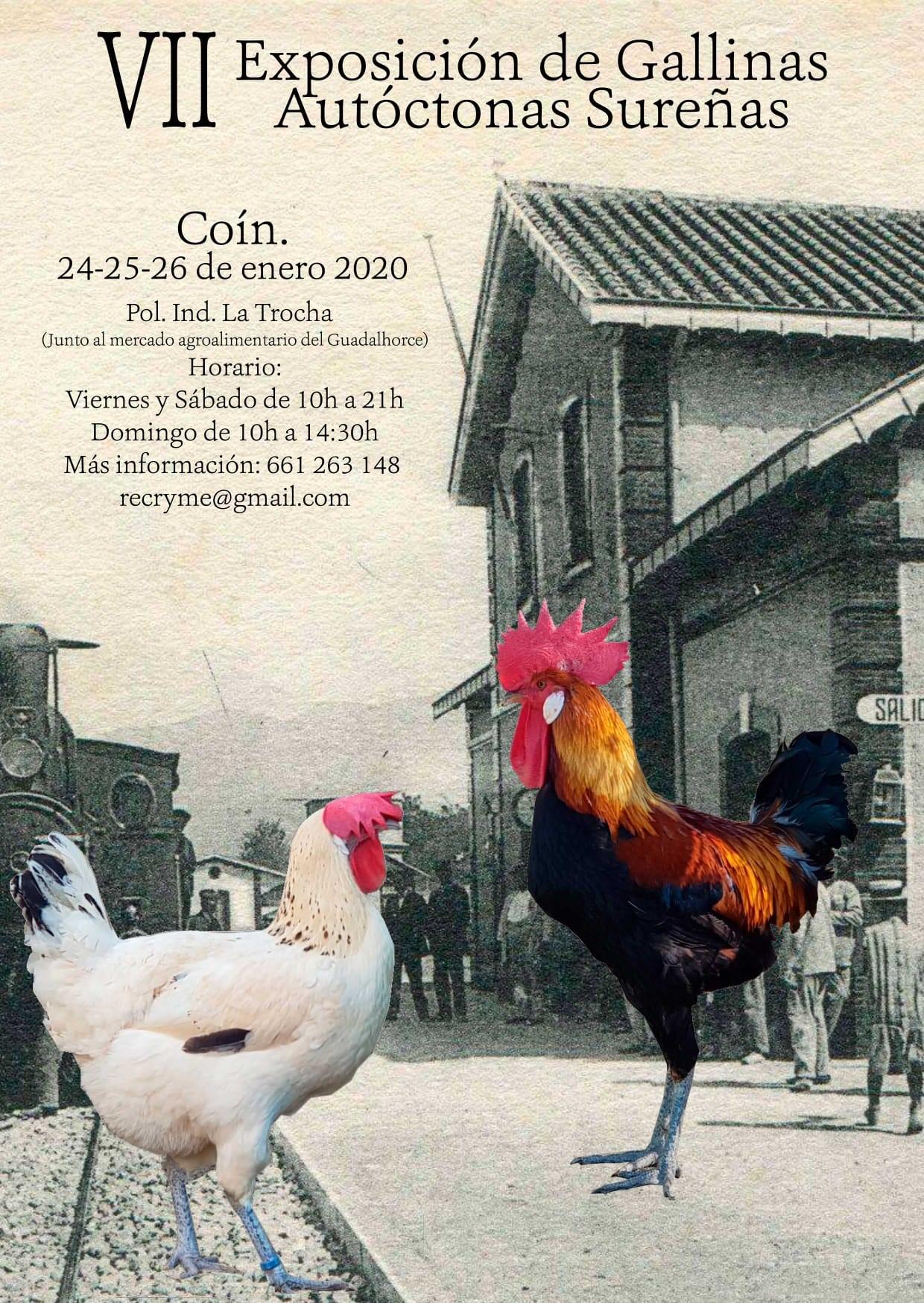 EXPOSICION GALLINAS
